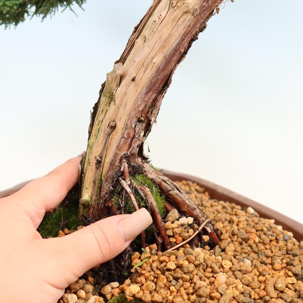 Vonkajší bonsaj - Juniperus chinensis Kishu