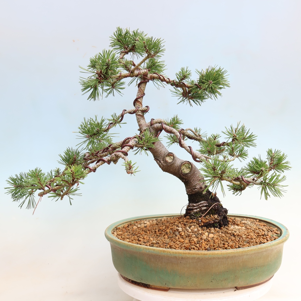 Vonkajšie bonsaje – Pinus mugo Humpy – borovica krivá