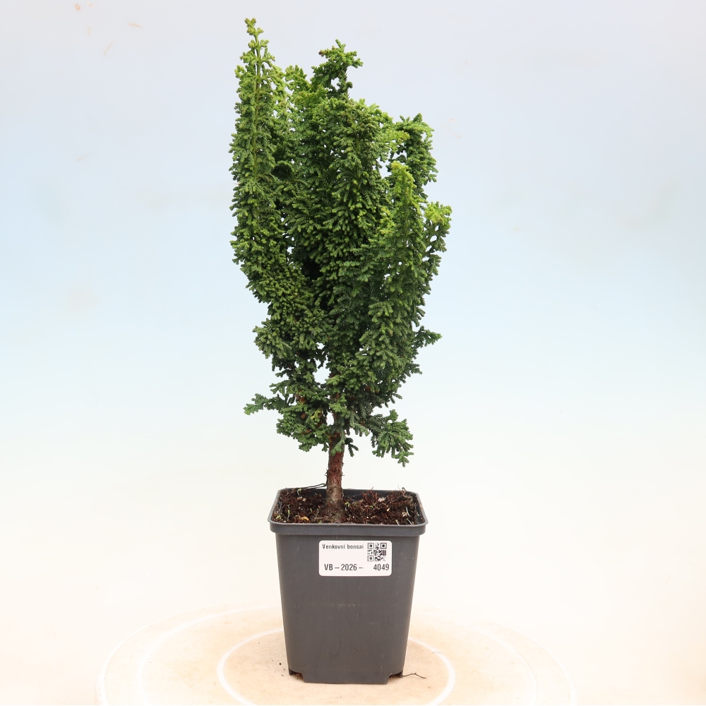 Vonkajší bonsaj - Cham. obtusa SEKKA HINOKI - Cypruštek
