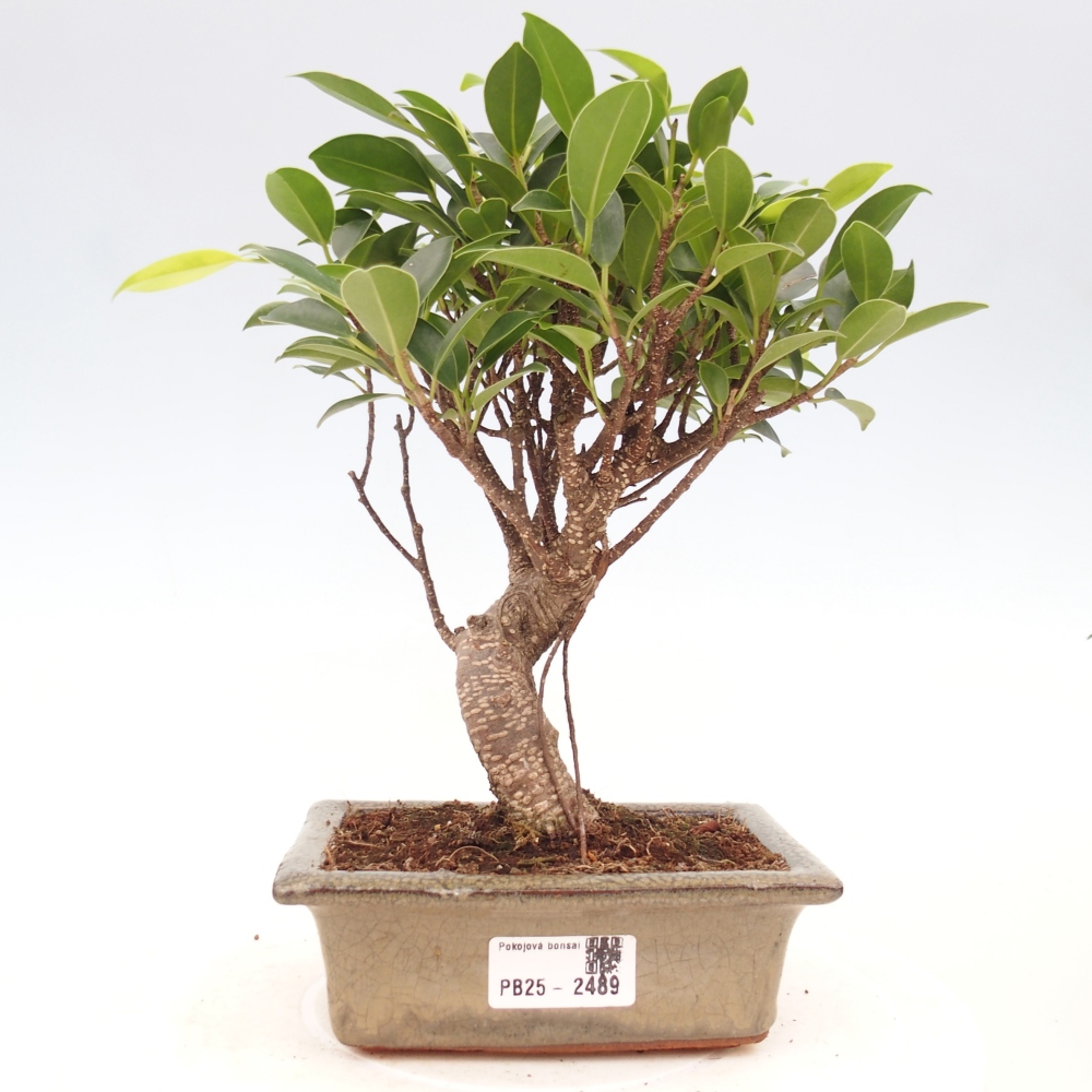 Izbová bonsai - Ficus retusa - malolistý fikus