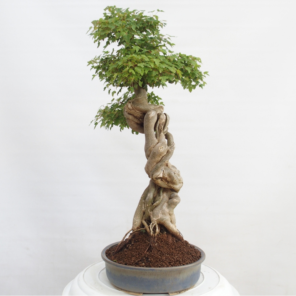 Vonkajšie bonsai - Javor Buergerianum - Javor Burgerův