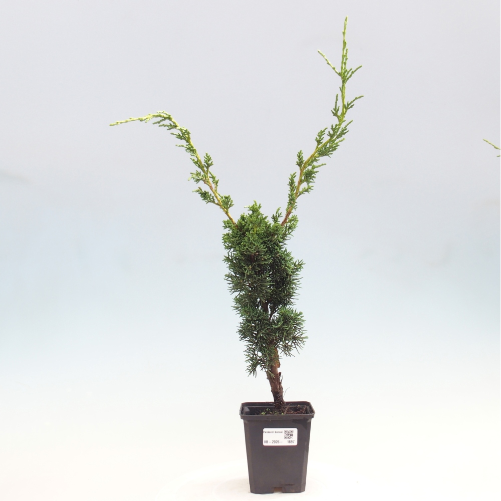 Vonkajší bonsaj - Juniperus chinensis Kishu