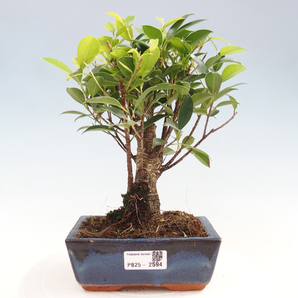 Izbová bonsai - Ficus retusa - malolistý fikus