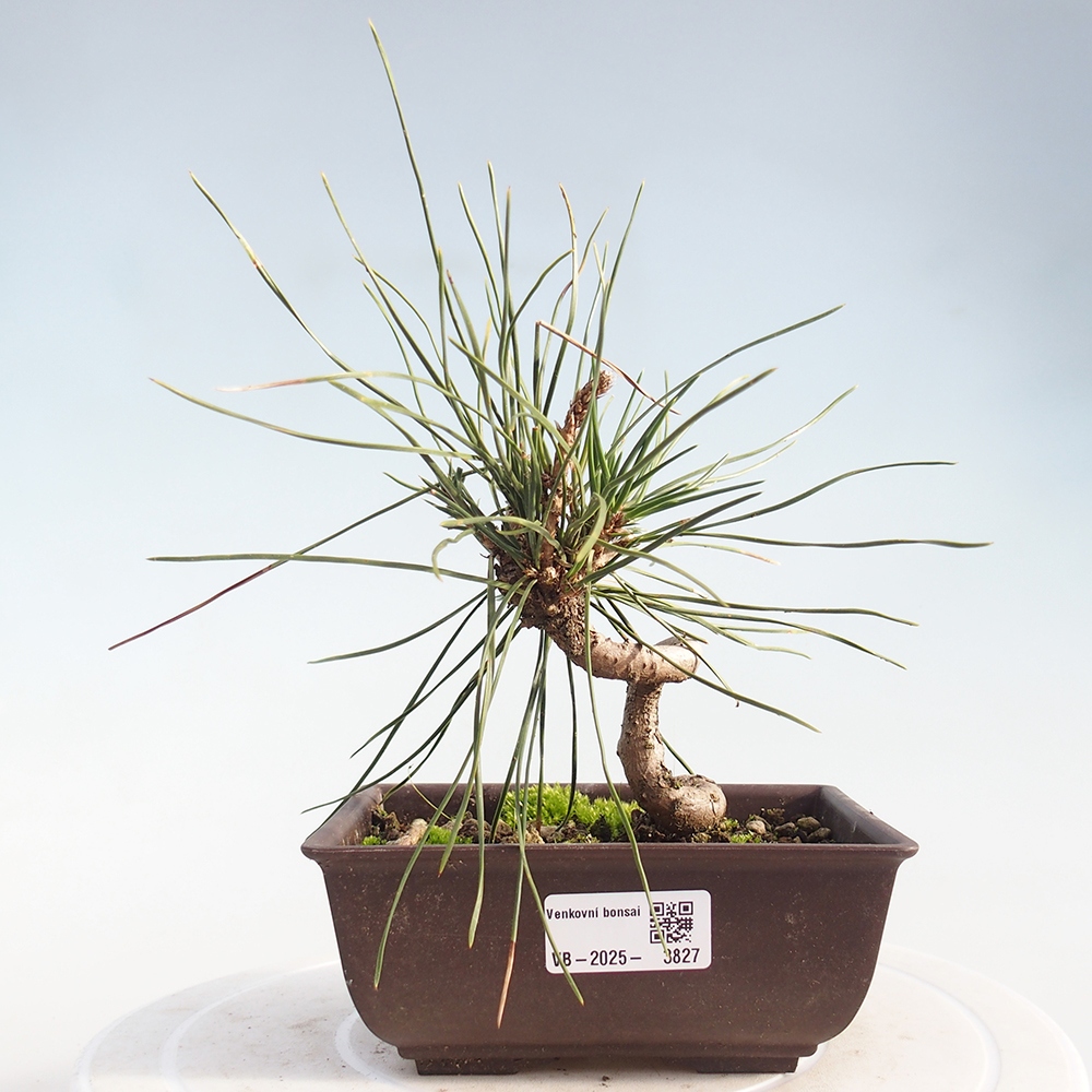 Vonkajšie bonsaje - Pinus thunbergii - borovica Thunbergova