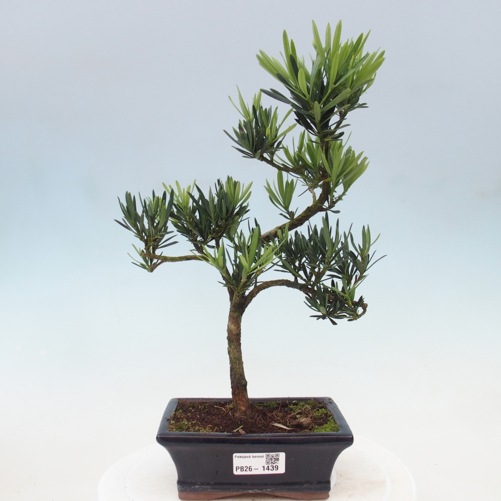 Izbové bonsaje - Podocarpus - Kamenný tis