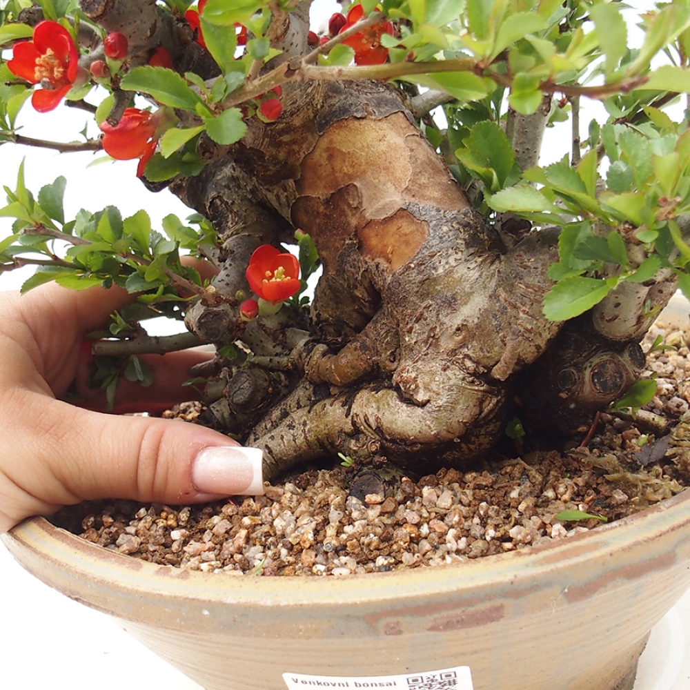 Vonkajšie bonsaje - Chaneomeles speciosa - Kdoule
