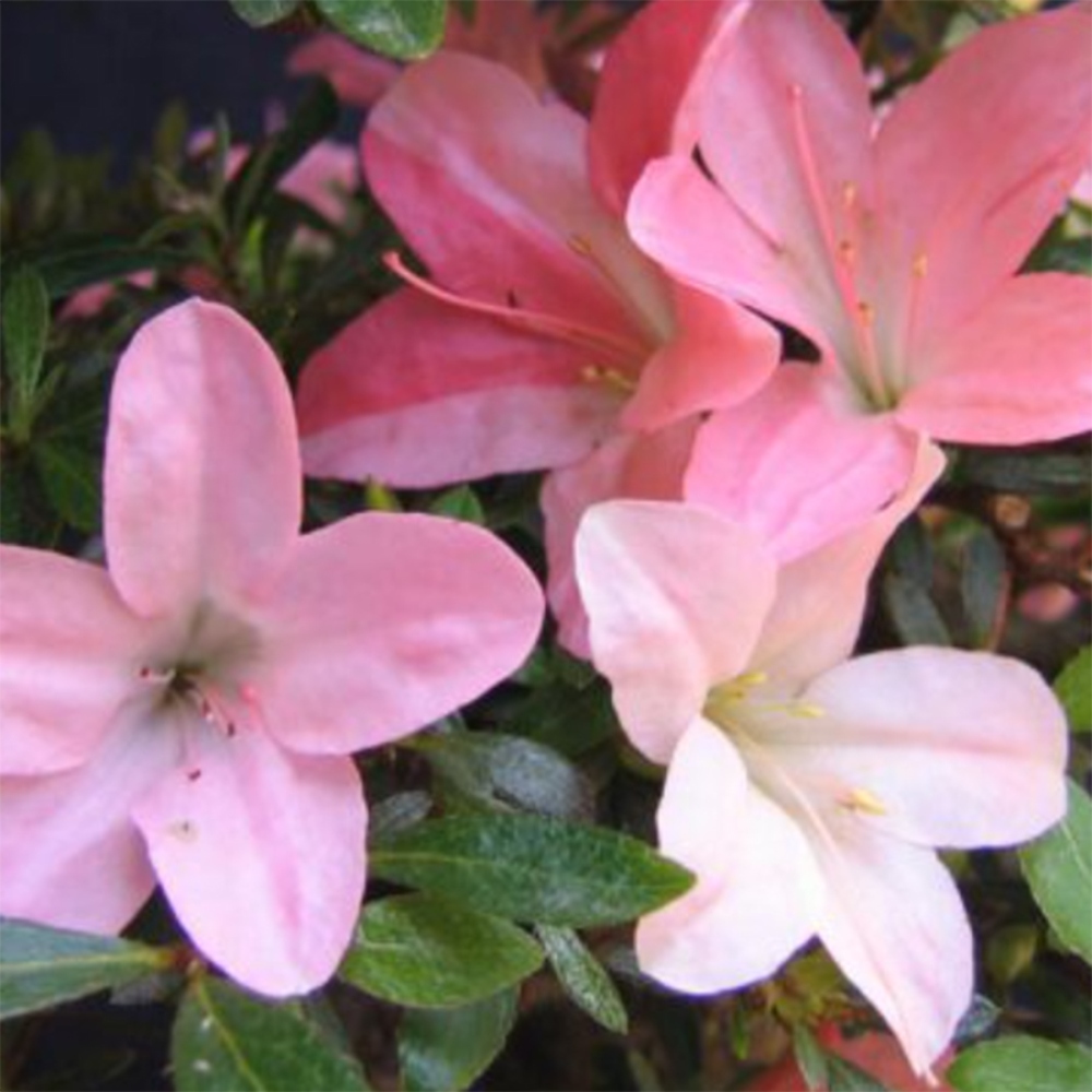 Vonkajšie bonsaje - Japonské azalky - Azalea Nikko