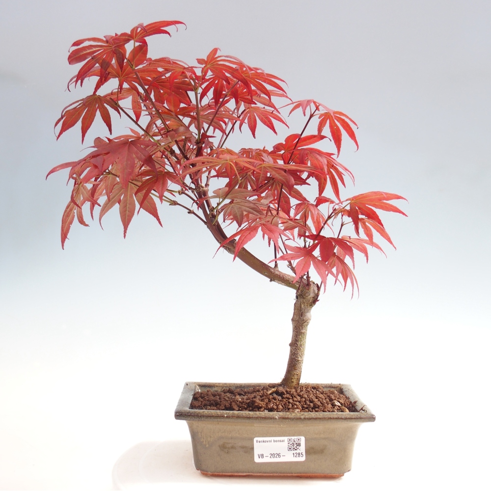 Vonkajšia bonsaj - palma Acer. Atropurpureum-Javor palmový