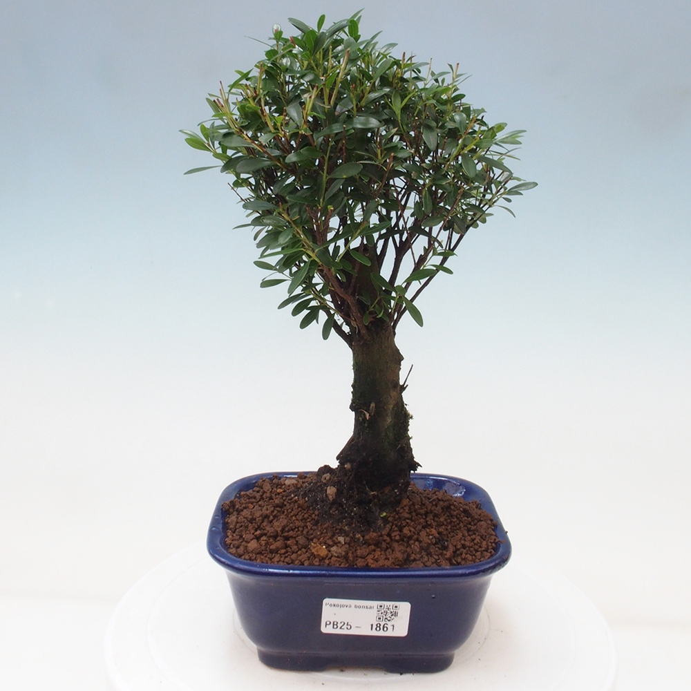 Izbová bonsai - Syzygium - pimentovníka