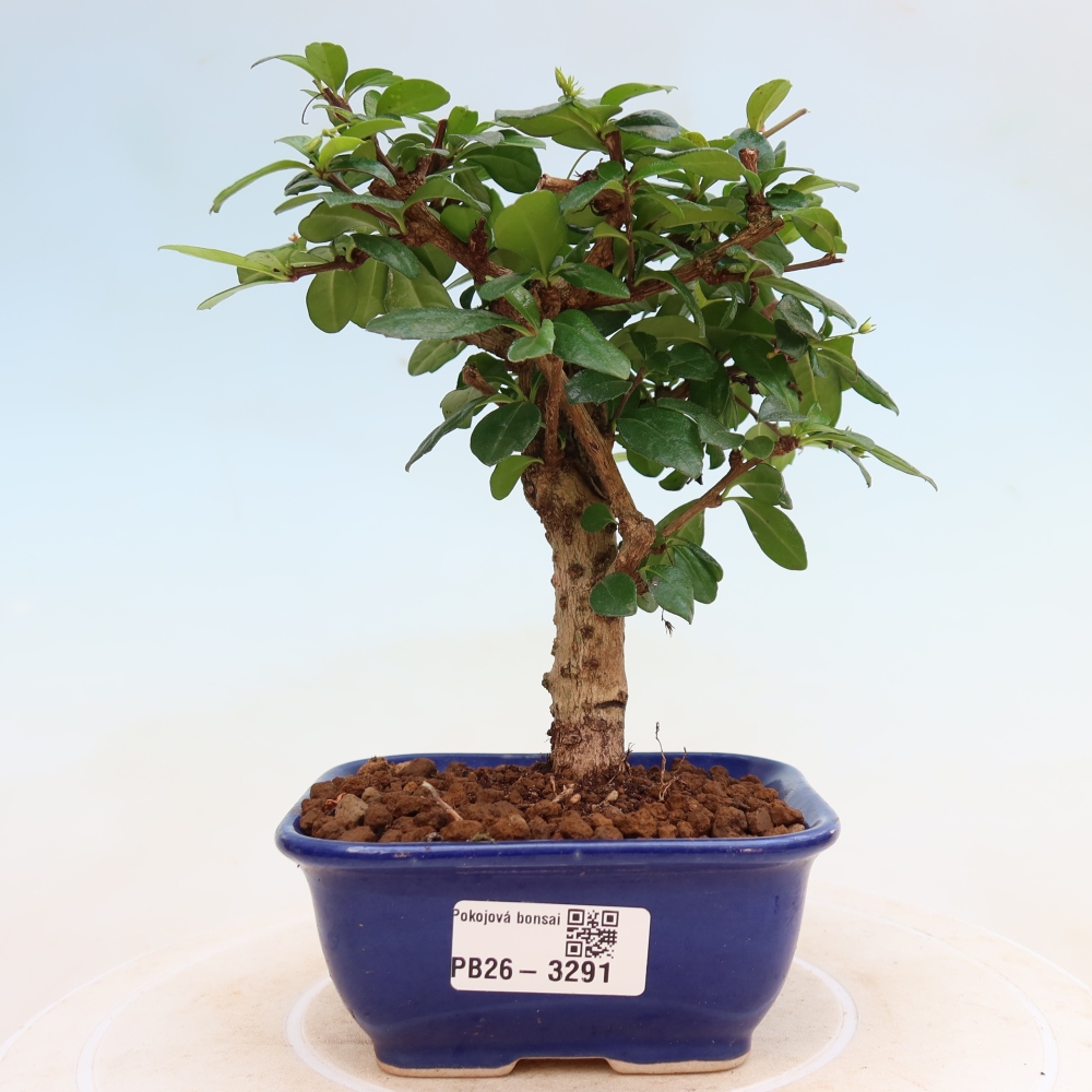 Izbové bonsaje - Carmona macrophylla - Tea fuki