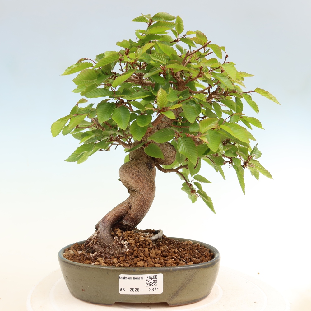 Vonkajší bonsaj -Carpinus coreana - Hrab kórejský