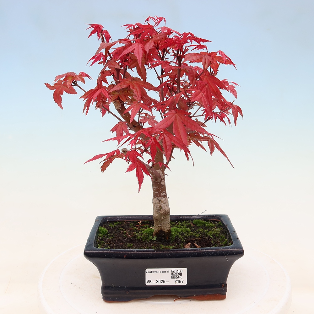 Vonkajší bonsaj - Acer palmatum DESHOJO