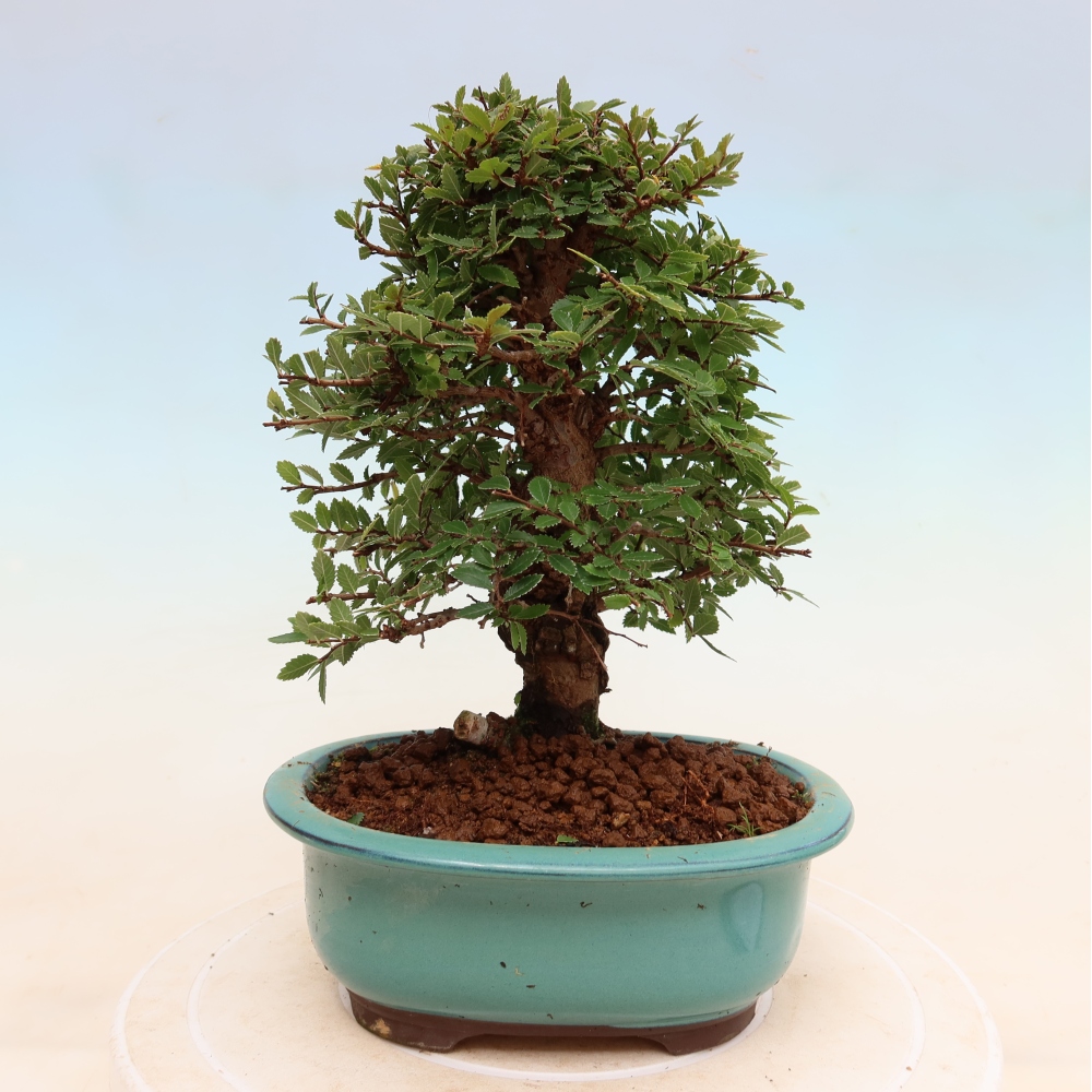 Vonkajšie bonsaje - Zelkova - Zelkova NIRE