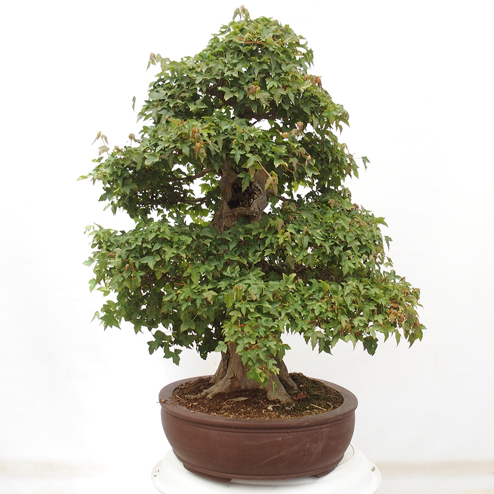Vonkajšie bonsai - Javor Buergerianum - Javor Burgerův