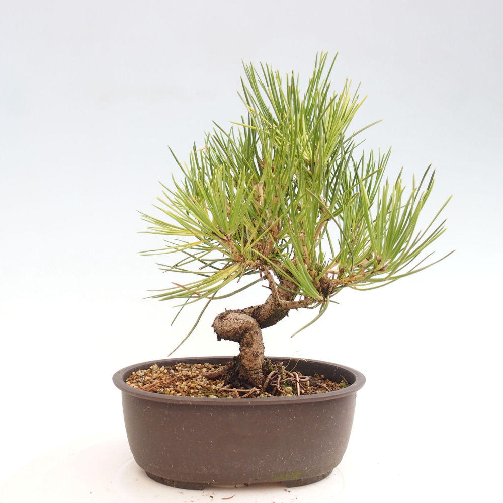 Vonkajší bonsai - Pinus thunbergii - Borovica thunbergova