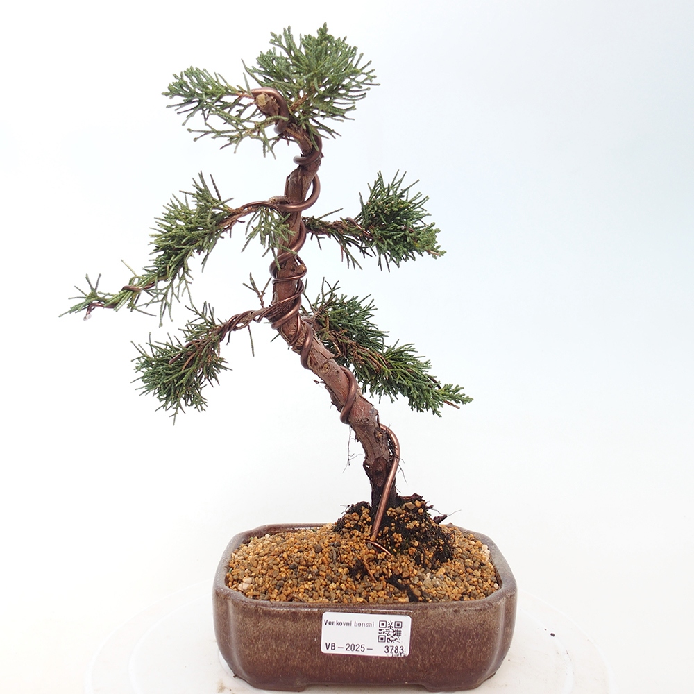 Vonkajší bonsaj - Juniperus chinensis Kishu