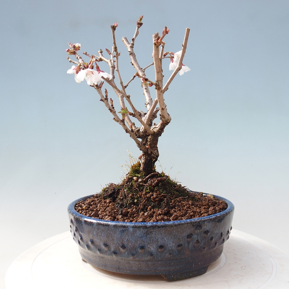Vonkajší bonsai - Prunus incisa Kojou-no mai-Slivoň vyrezaná