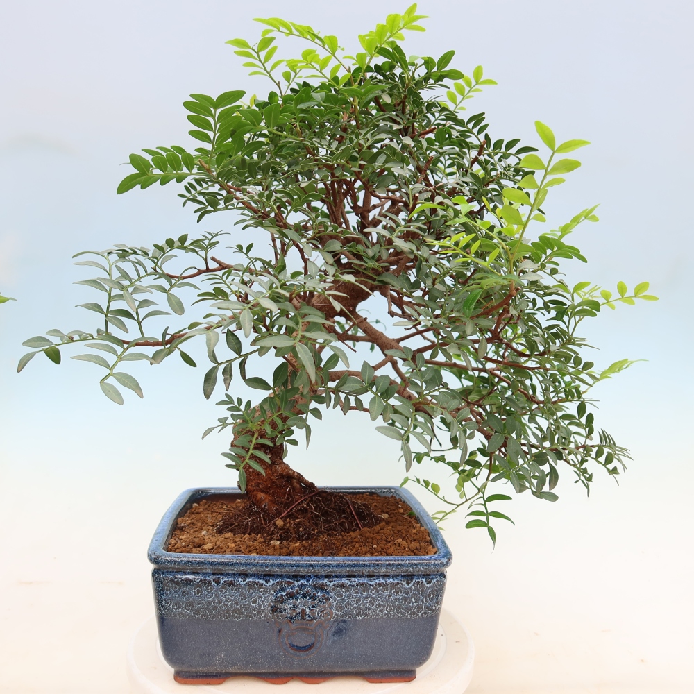 Izba bonsai – Pistacia Lentiscus – Pistácia