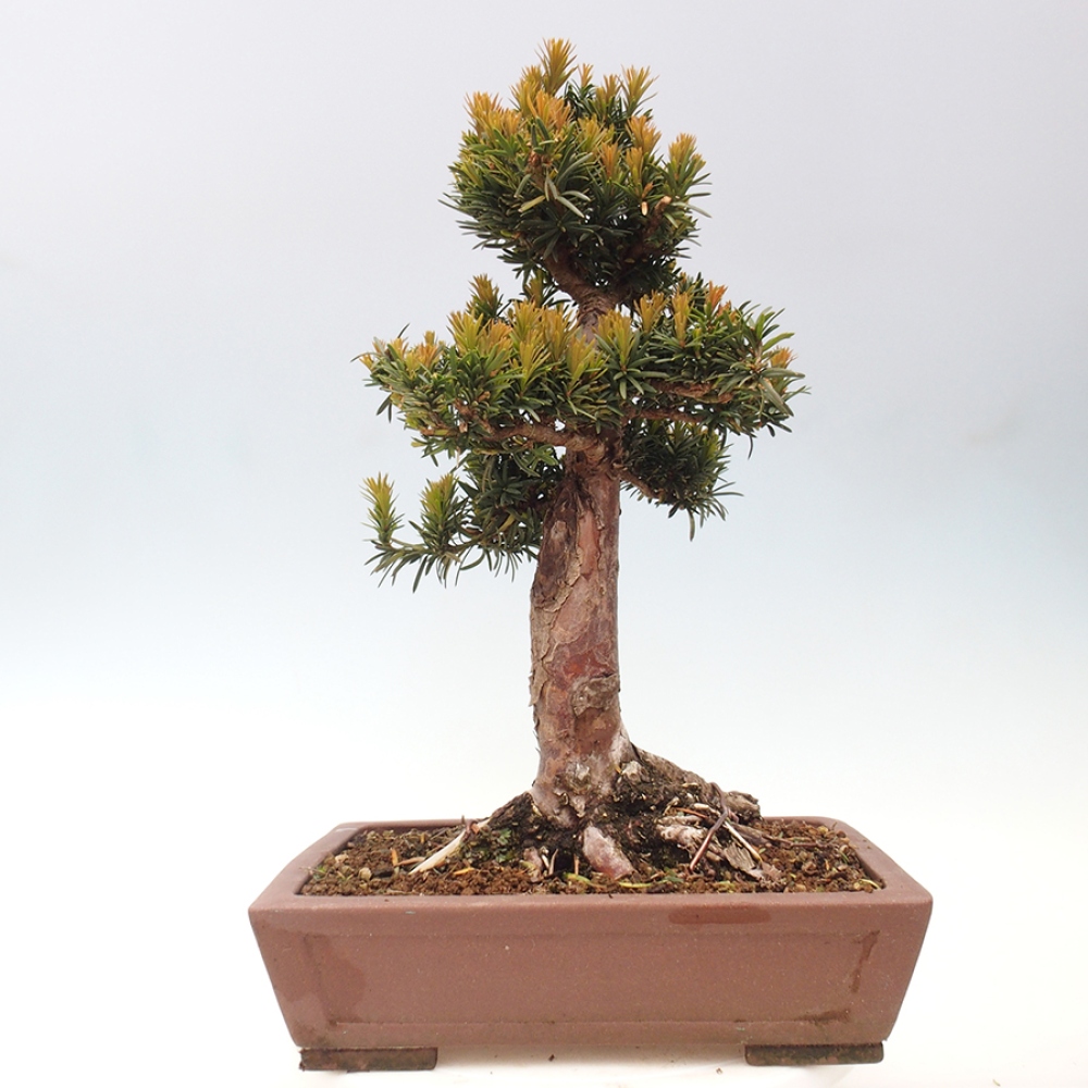 Vonkajší bonsai - Taxus cuspidata - Tis japonský