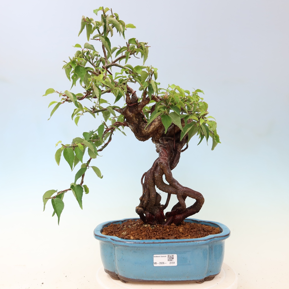 Vonkajšie bonsaje – Japonská marhuľa – Prunus Mume