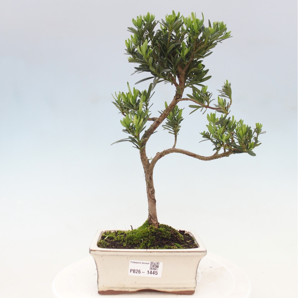 Izbové bonsaje - Podocarpus - Kamenný tis