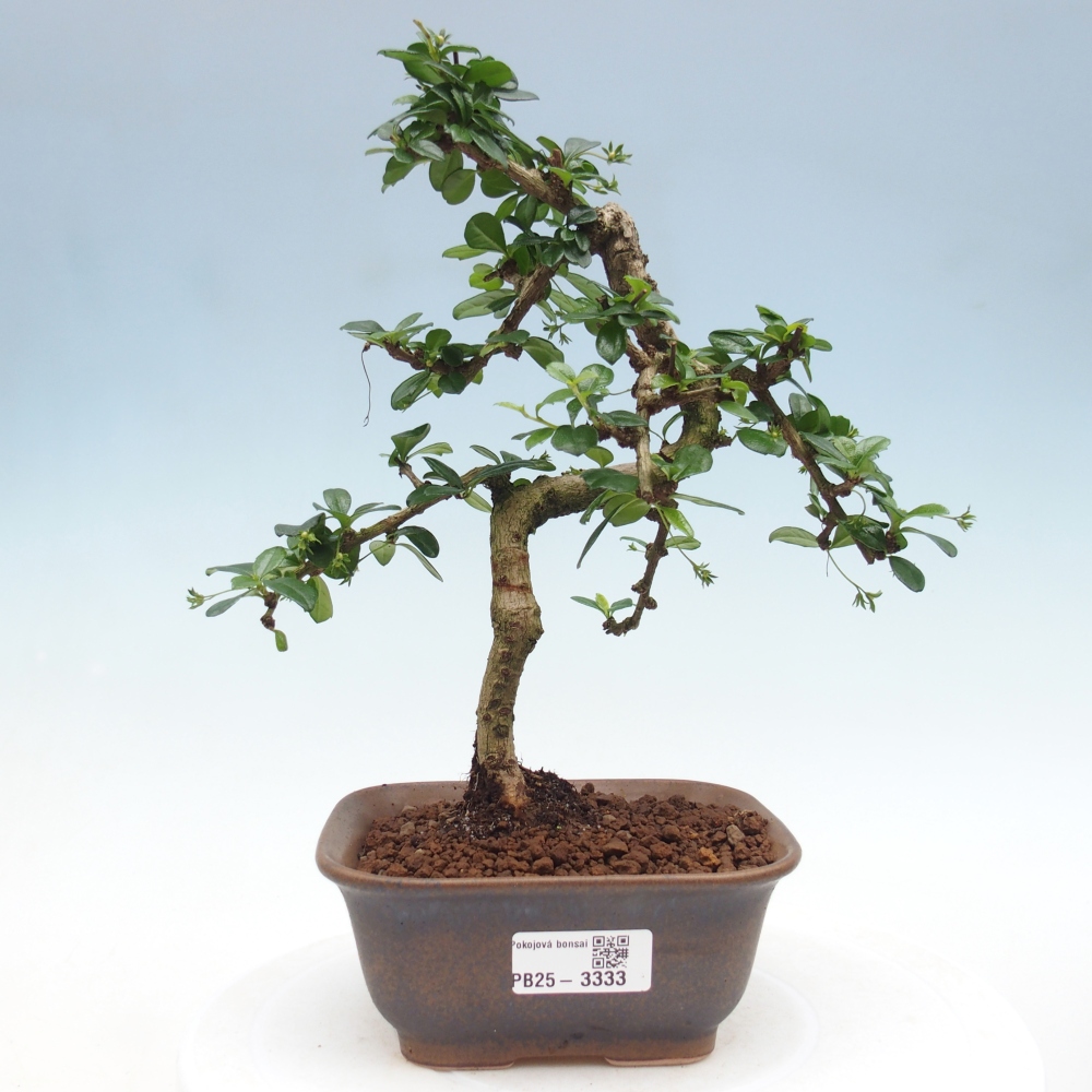Izbová bonsai - Carmona macrophylla - Čaj fuki