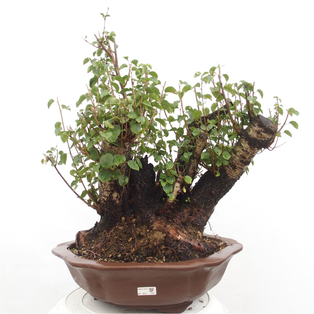 Vonkajšie bonsai - Mahalebka - Prunus mahalieb