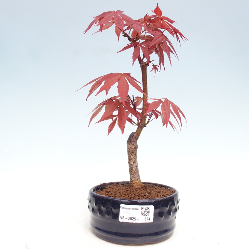 Vonkajší bonsai - Acer palm. Atropurpureum-Javor dlanitolistý