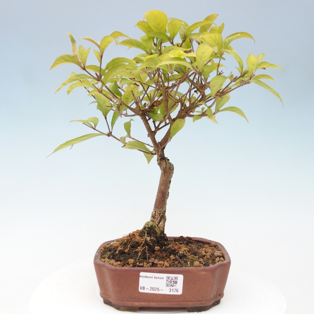 Vonkajšia bonsai - krásnoplodka - Callicarpa jap. Leucocarpa
