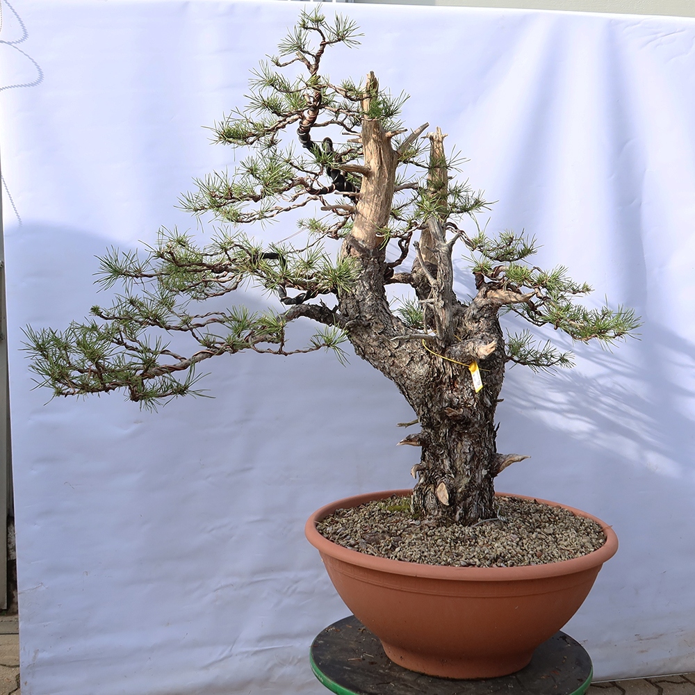 Pinus sylvestris Španielsko – borovica lesná