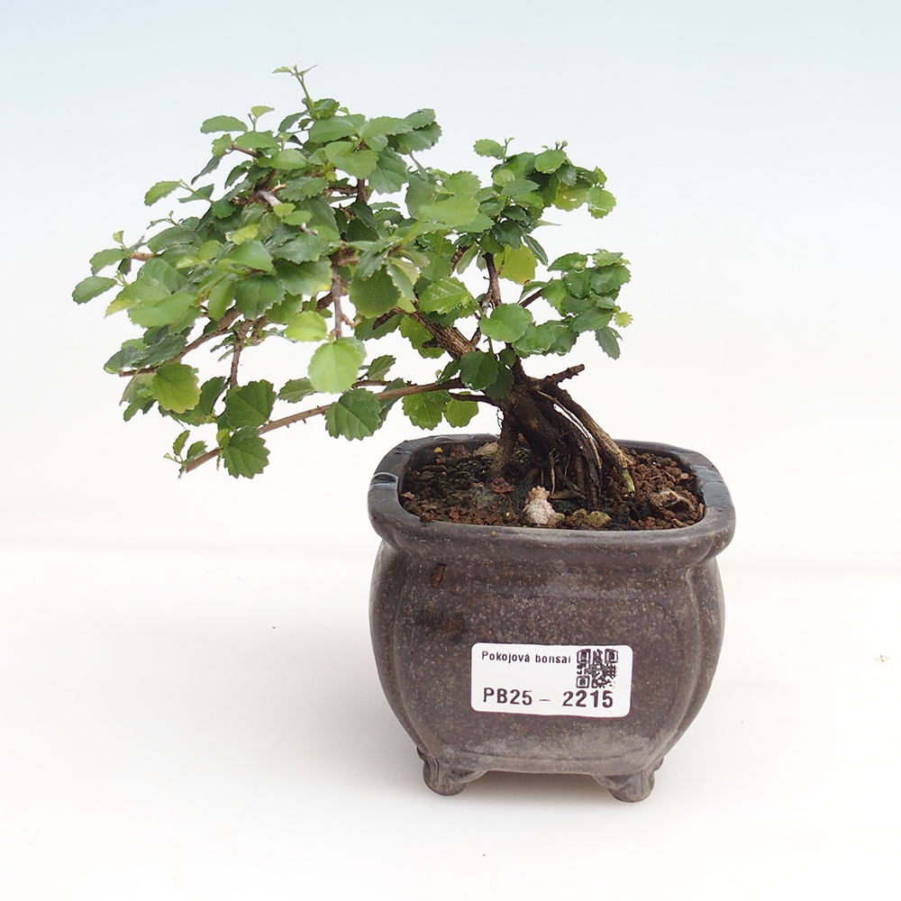 Izbová bonsai - Grewia sp. - Grewie malolistá