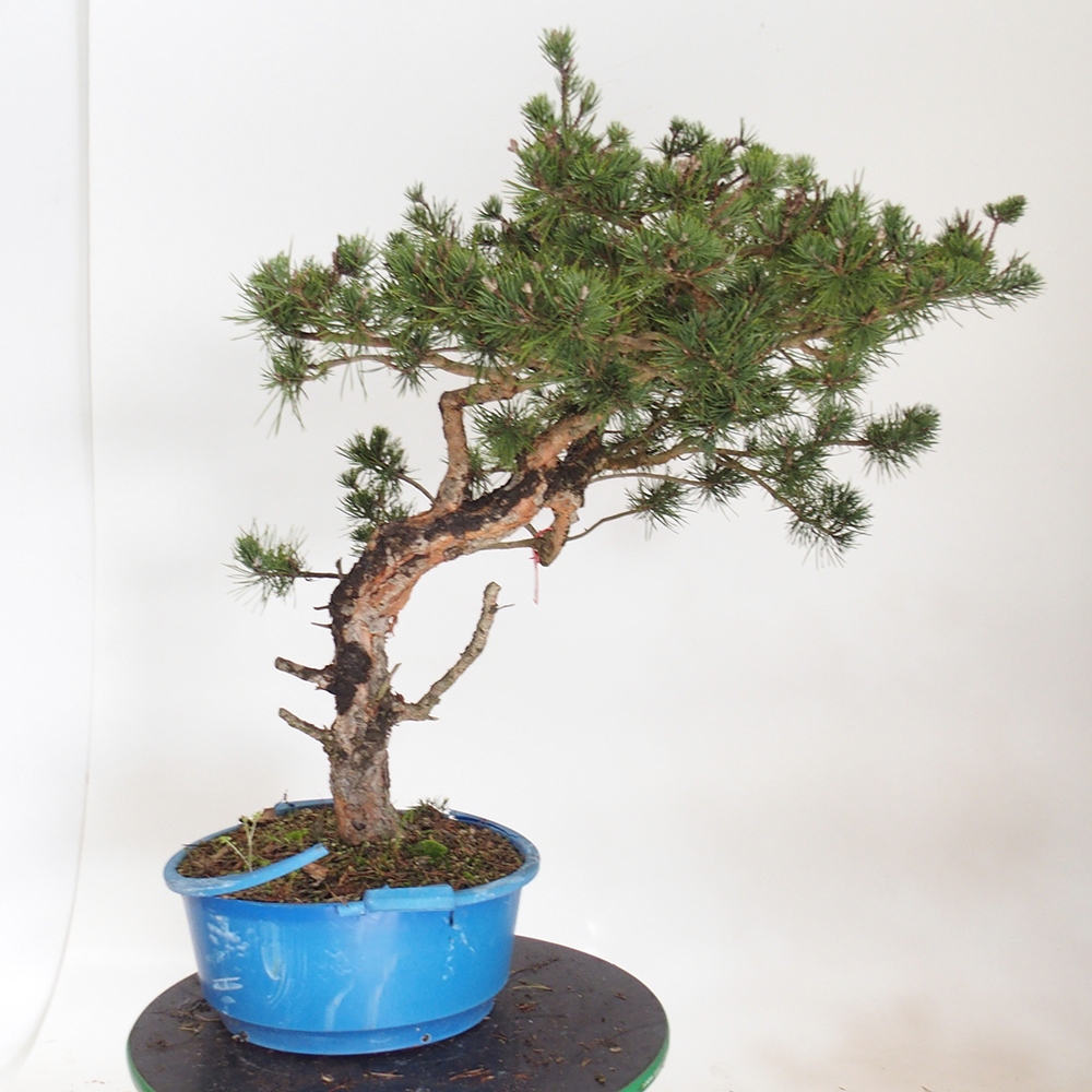 Yamadori - Pinus sylvestris Španielsko