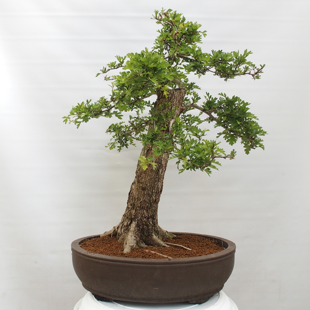 Vonkajší bonsai - Hloh - Crataegus monogyna