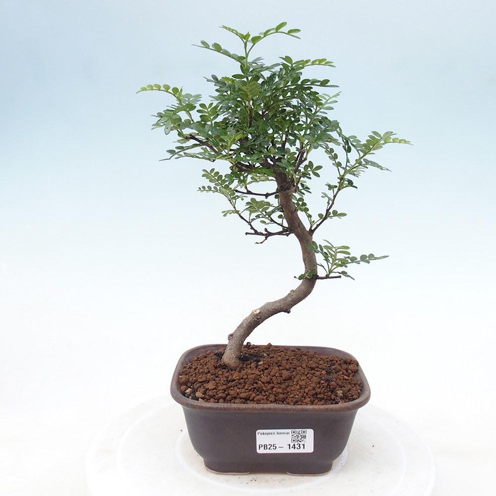 Izbová bonsai - Zantoxylum piperitum - piepor