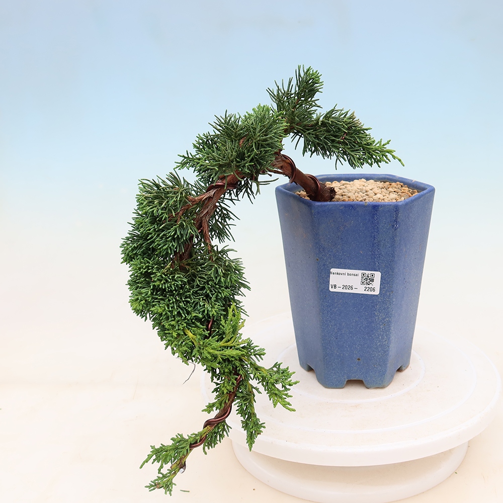 Vonkajší bonsaj - Juniperus chinensis Kishu