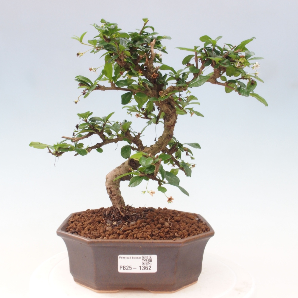 Izbová bonsai - Carmona macrophylla - Čaj fuki