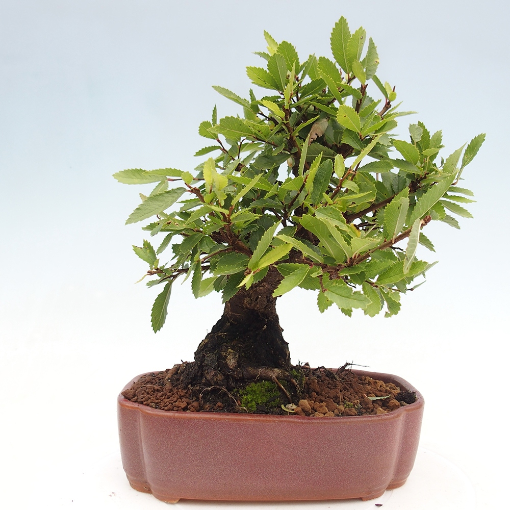 Vonkajšie bonsai - Zelkova - Zelkova serrata