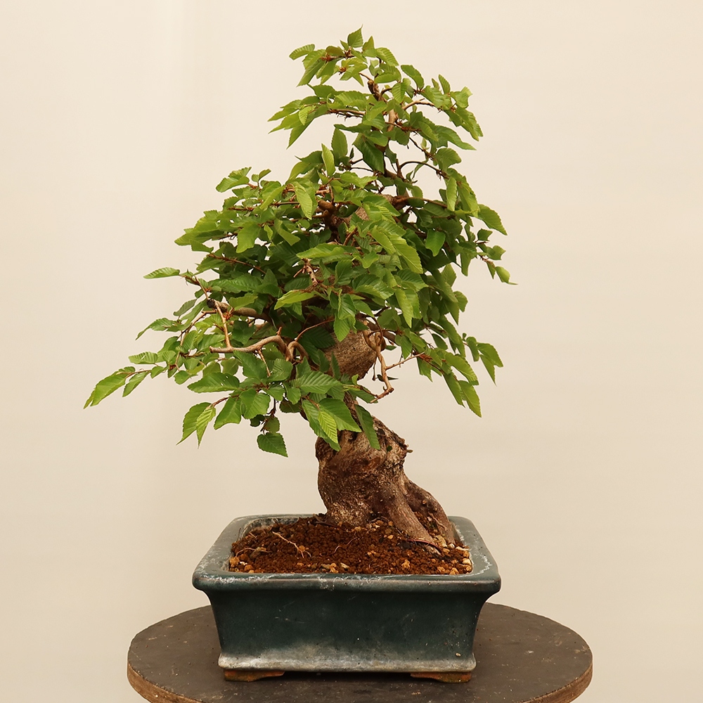 Vonkajší bonsai -Carpinus Coreana - Hrab kórejský