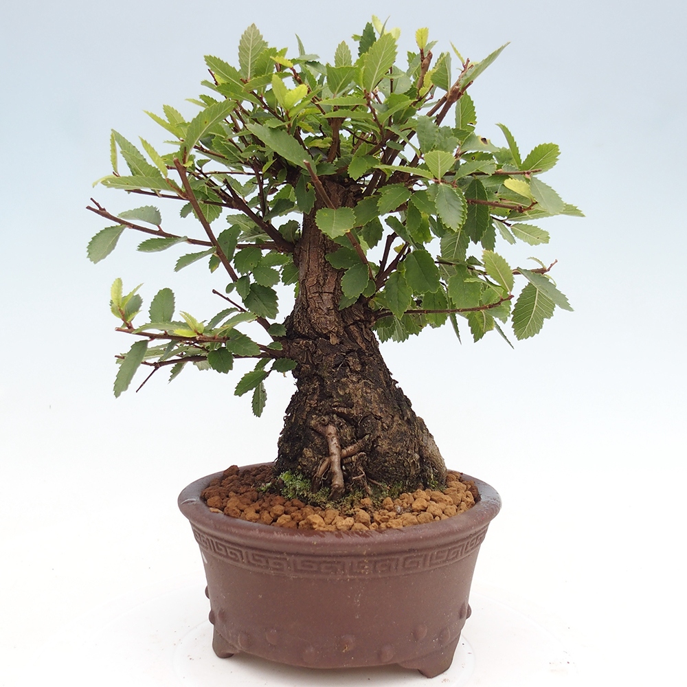 Vonkajšie bonsaje - Zelkova - Zelkova NIRE