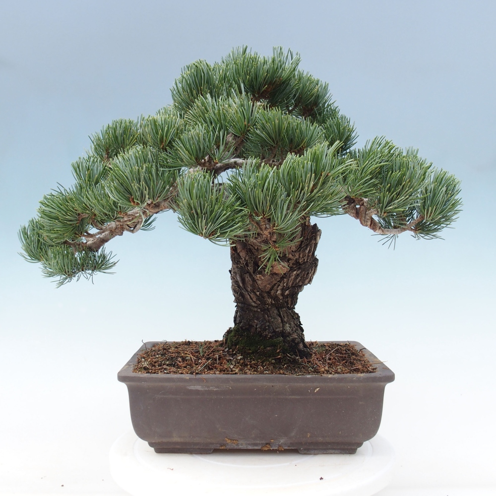 Vonkajšie bonsai - Pinus parviflora - Borovica drobnokvetá
