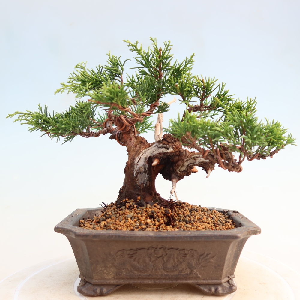 Vonkajší bonsai - Juniperus chinensis Itoigawa -Jalovec čínsky