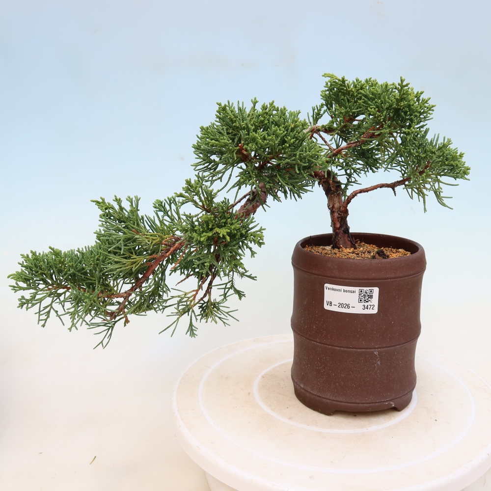Vonkajší bonsaj - Juniperus chinensis Kishu