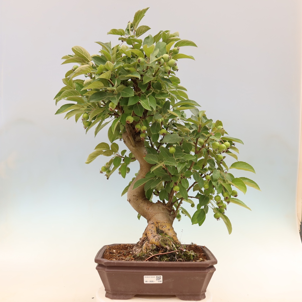 Vonkajšia bonsaj -Malus halliana - Malokvetá jabloň