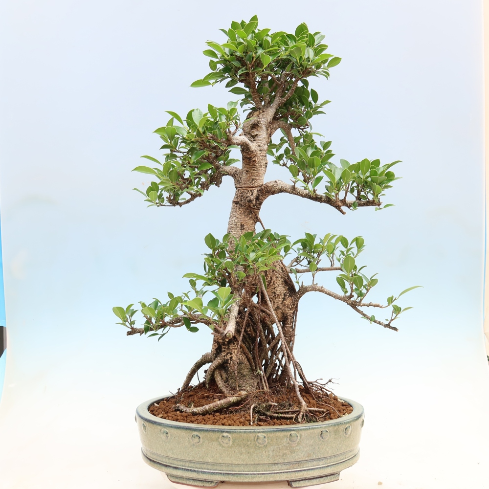 Izbové bonsaje - Ficus kimmen - drobnolistý fikus