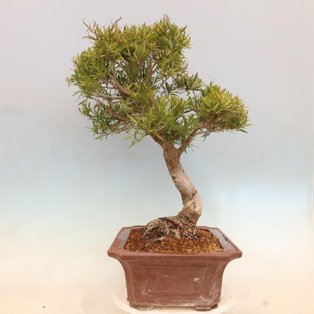 Izbové bonsaje - Ficus nerifolia - fíkus drobnolistý