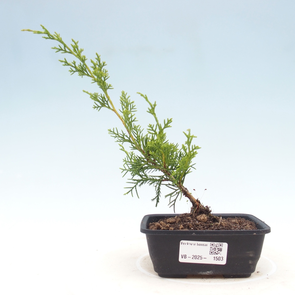 Vonkajší bonsai - Juniperus chinensis Itoigawa -Jalovec čínsky
