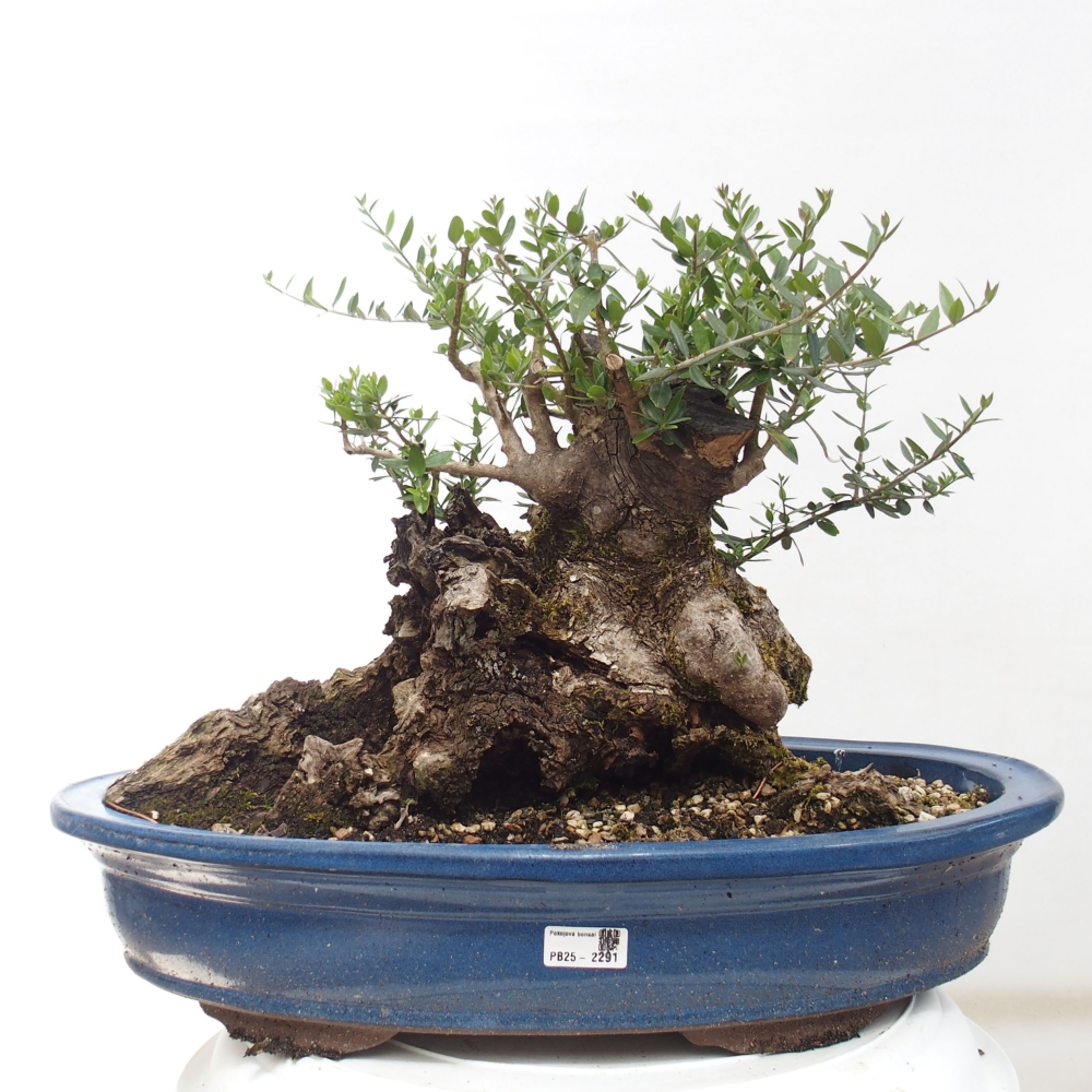 Izbová bonsai - Olea europaea sylvestris -Oliva evropská drobnolistá