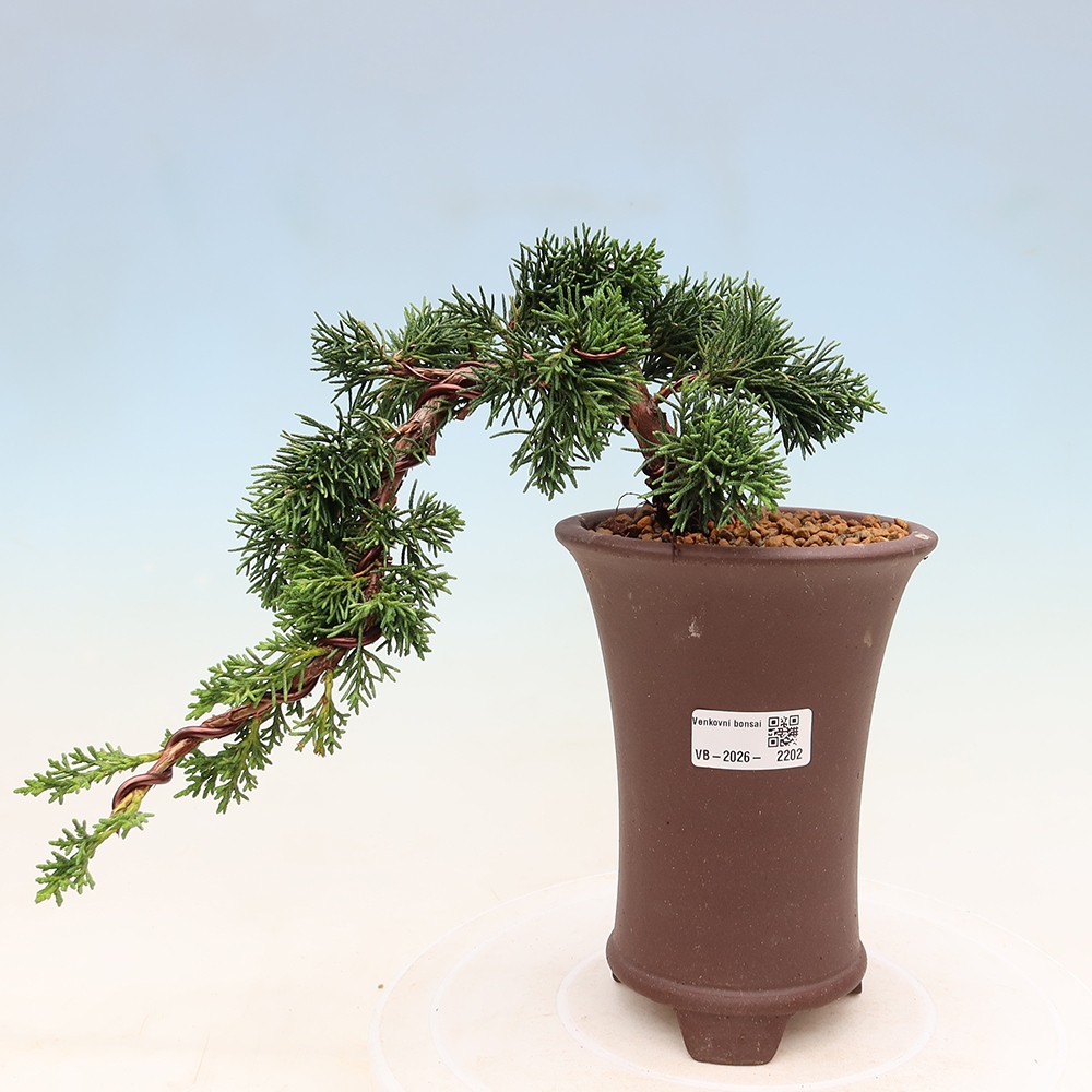Vonkajší bonsaj - Juniperus chinensis Kishu