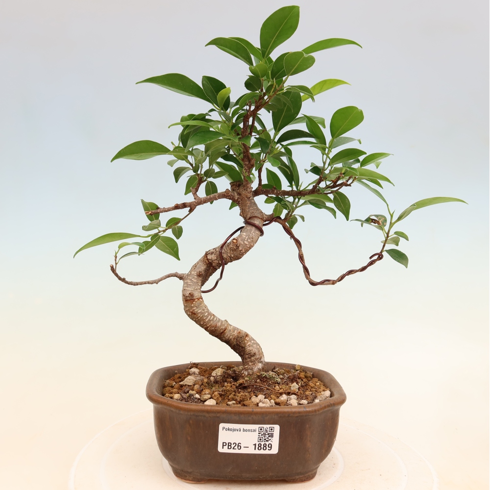 Izbový bonsaj - Ficus retusa - drobnolistý fikus