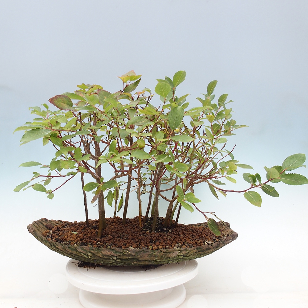 Vonkajšie bonsai - Salix - Vŕba